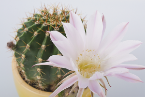 Paano gumawa ng pamumulaklak ng cacti