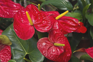 Bakit hindi namumulaklak ang Anthurium