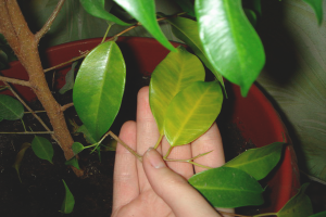 Bakit ang mga dahon ng ficus ay nagiging dilaw at mahulog