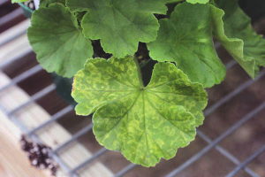 Bakit ang mga geranium ay nagiging dilaw at tuyo