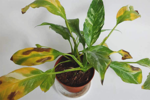 Bakit ang mga dahon ng spathiphyllum ay dilaw