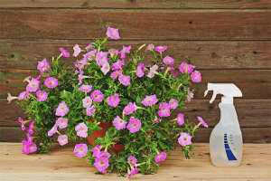 Paano pakainin ang petunia para sa masaganang pamumulaklak