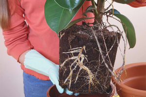 Paano mag-transplant ficus