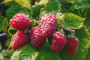 Paano pangangalaga para sa remont raspberry