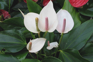 Bakit hindi namumulaklak ang spathiphyllum