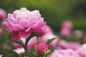 Bakit ang mga peonies ay hindi namumulaklak