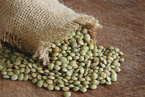 Ang mga benepisyo at pinsala sa mga lentil