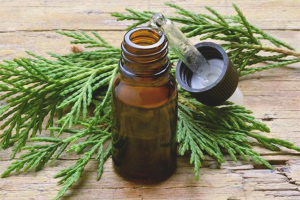 Juniper mahahalagang langis