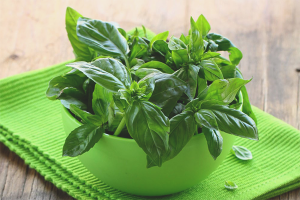Ang mga benepisyo at pinsala sa basil