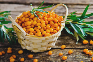 Ang mga pakinabang at pinsala ng sea buckthorn
