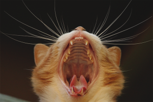 Ang mga pusa ay may masamang hininga