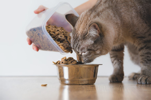 Paano pakainin ang isang pusa na may urolithiasis