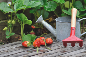 Paano pakainin ang mga strawberry sa taglagas