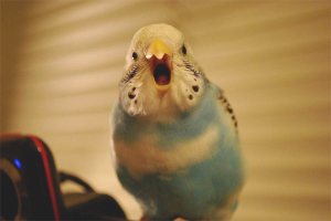 Paano magturo ng isang budgerigar na magsalita