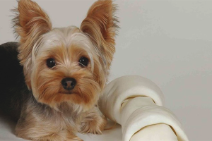Paano pag-aalaga ang Yorkshire Terrier