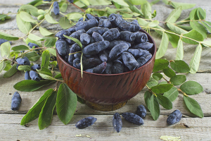 Ang mga benepisyo at pinsala ng honeysuckle
