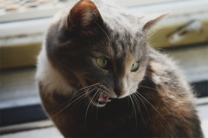 Ano ang gagawin kung ang isang pusa ay sumigaw at nais ng isang pusa