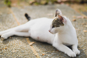 Paano maintindihan na ang isang pusa ay buntis