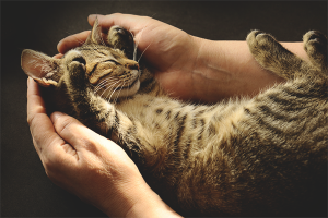 Paano turuan ang isang pusa sa mga kamay