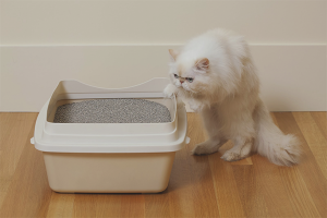 Paano pumili ng isang basura ng pusa