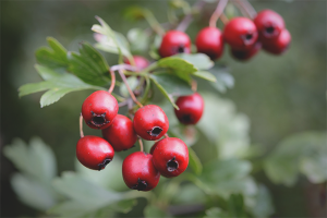 Ang mga benepisyo at pinsala ng hawthorn