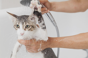 Gaano kadalas ako maghugas ng pusa?