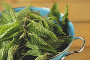 Ang mga pakinabang at pinsala ng mga nettle