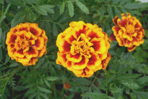 Mga gamot na gamot at contraindications ng marigold