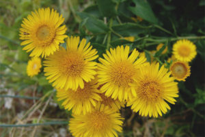 Mga gamot na gamot at contraindications ng elecampane
