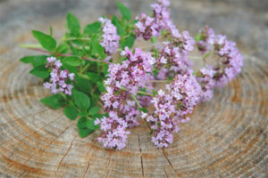 Mga gamot na gamot at contraindications ng oregano
