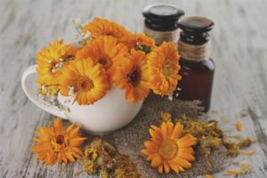 Mga therapeutic na katangian at contraindications ng calendula