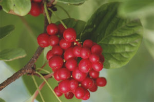 Mga gamot na gamot at contraindications ng Schisandra chinensis