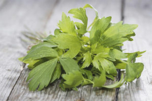 Mga gamot na gamot at contraindications ng lovage
