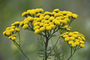 Mga gamot na gamot at contraindications tansy