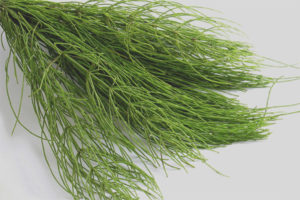 Mga therapeutic properties at contraindications ng horsetail