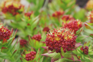 Mga therapeutic na katangian at contraindications ng Rhodiola rosea