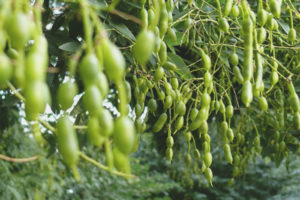 Mga gamot na gamot at contraindications na Sophora