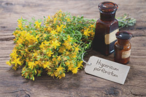 Mga gamot na katangian at contraindications ng St. John's wort