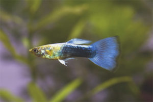 Paano alagaan ang isda ng guppy sa isang aquarium