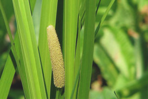 Mga gamot na gamot at contraindications calamus marsh