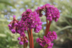 Mga gamot na gamot at contraindications ng frankincense