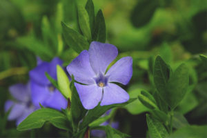 Mga gamot na pang-gamot at contraindications periwinkle