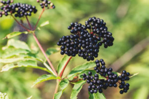 Mga gamot na gamot at contraindications elderberry