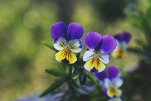 Mga katangian ng therapeutic at contraindications ng violet tricolor