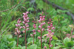 Mga gamot na gamot at contraindications ng wintergreen