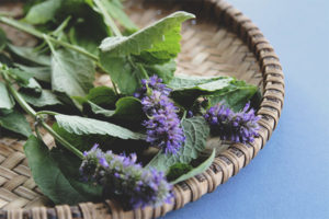Mga gamot na gamot at contraindications ng hyssop