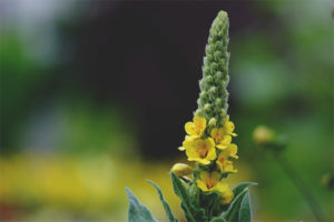 Mga gamot na gamot at contraindications ng mullein