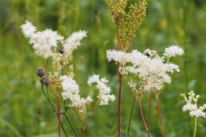 Mga gamot na gamot at contraindications ng meadowsweet