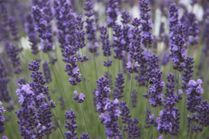 Mga gamot na gamot at contraindications ng lavender