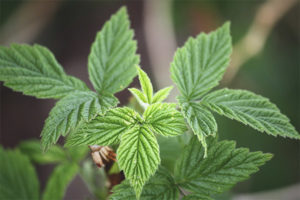 Mga gamot na gamot at contraindications ng mga dahon ng raspberry